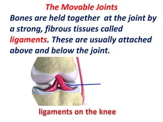 The Movable Joints
Bones are held together at the joint by
a strong, fibrous tissues called
ligaments. These are usually attached
above and below the joint.
 