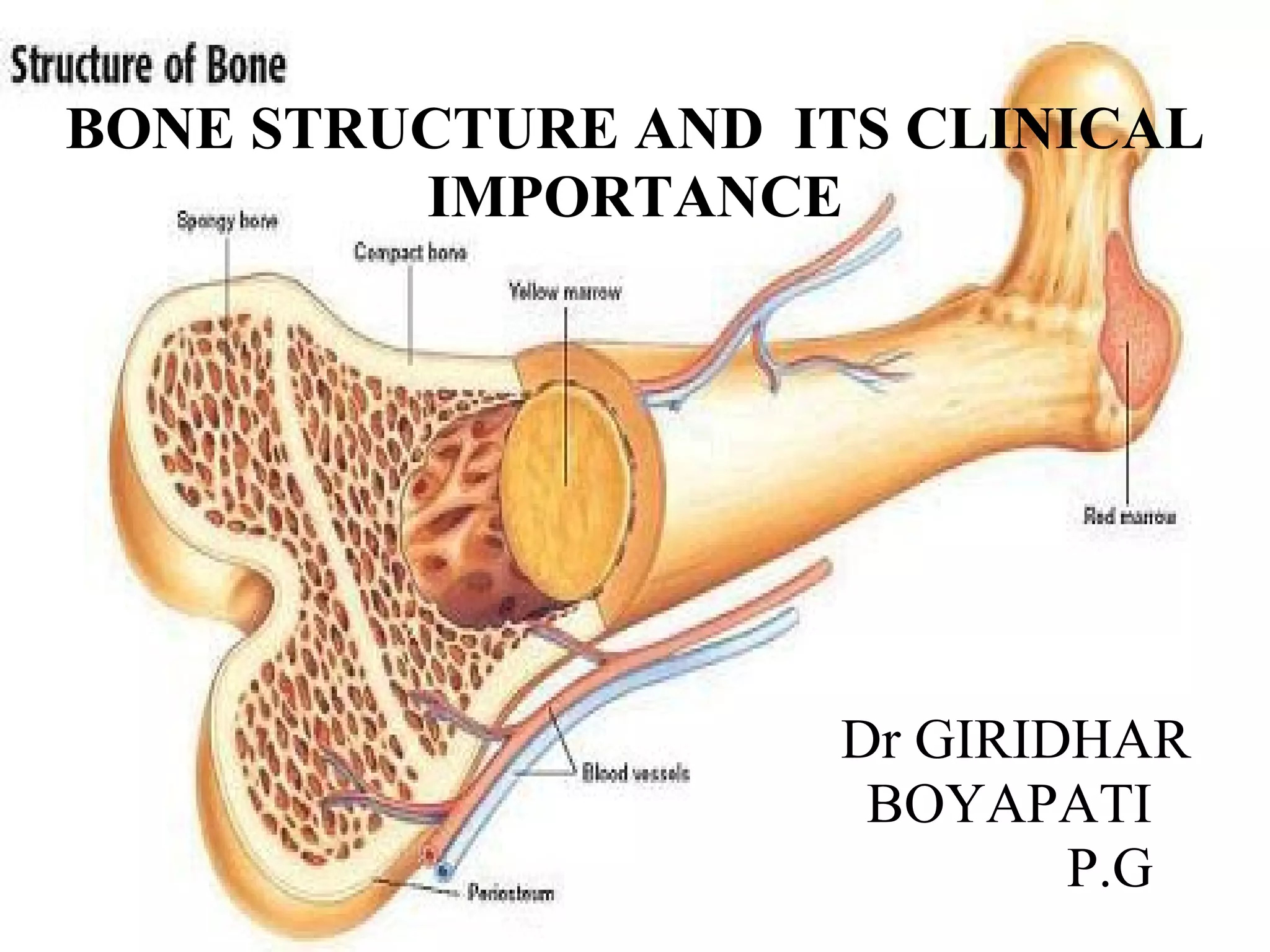 BONE STRUCTURE AND ITS CLINICAL 
I M P O R T A N C E 
Dr GIRIDHAR 
BOYAPATI 
P.G 
 