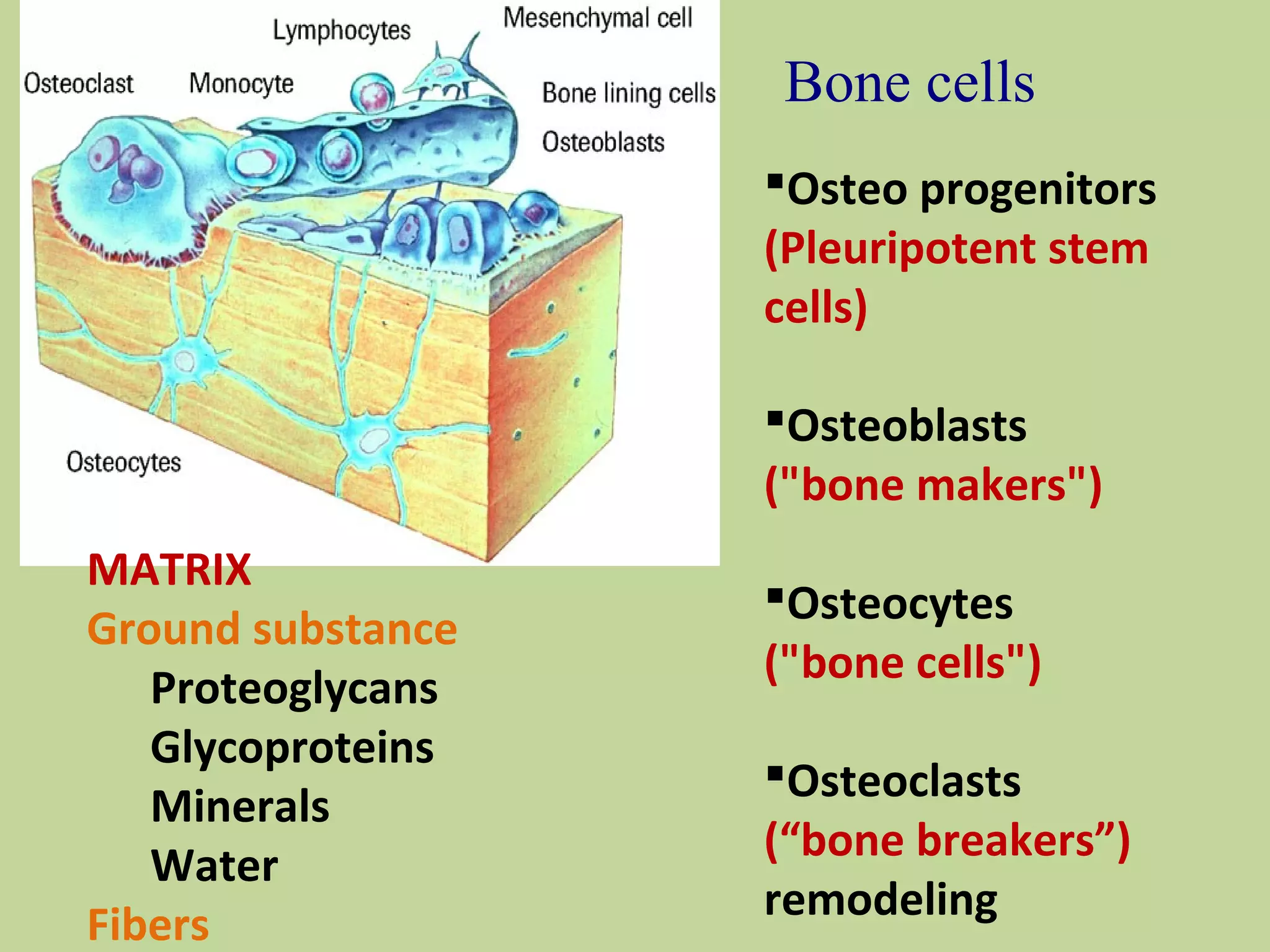 Bone cells 
Osteo progenitors 
(Pleuripotent stem 
cells) 
Osteoblasts 
("bone makers") 
Osteocytes 
("bone cells") 
Osteoclasts 
(“bone breakers”) 
remodeling 
MATRIX 
Ground substance 
Proteoglycans 
Glycoproteins 
Minerals 
Water 
Fibers 
 