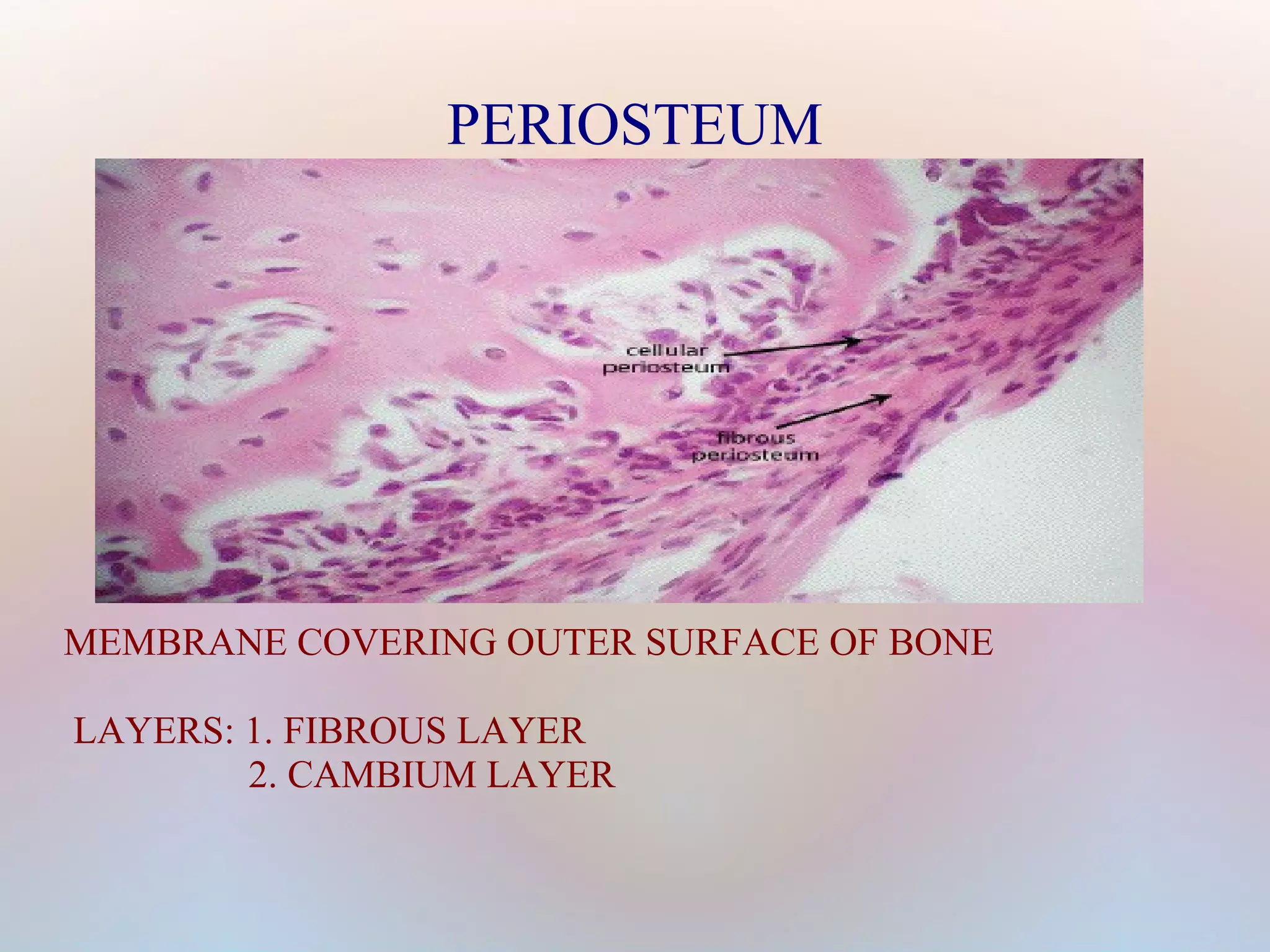 PERIOSTEUM 
MEMBRANE COVERING OUTER SURFACE OF BONE 
LAYERS: 1. FIBROUS LAYER 
2. CAMBIUM LAYER 
 