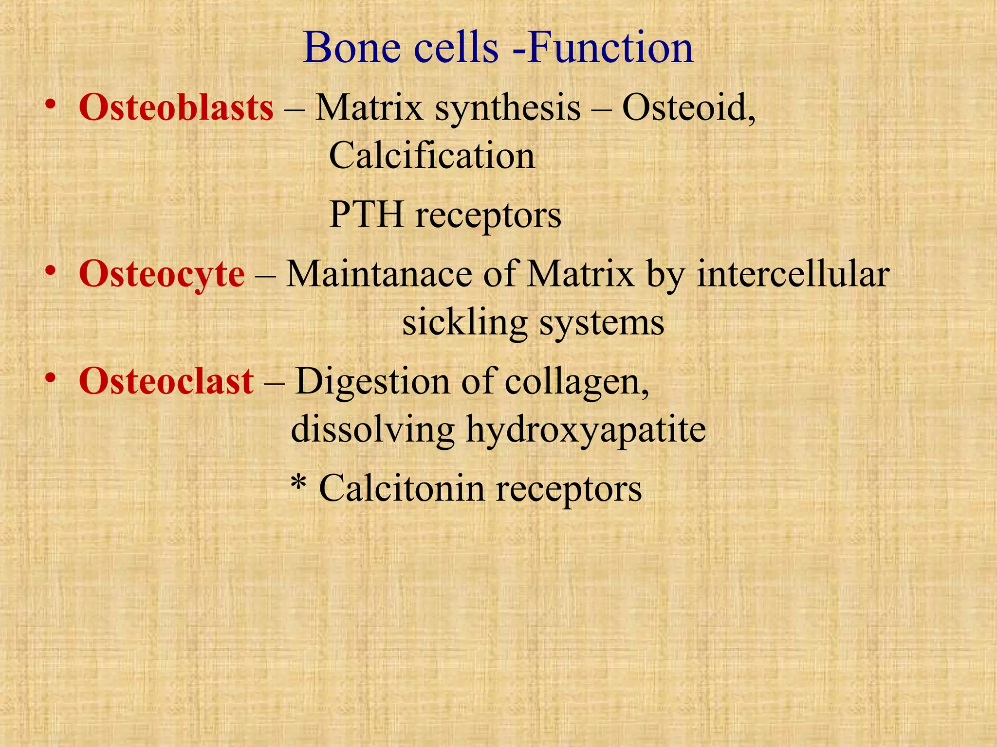 Bone cells -Function 
• Osteoblasts – Matrix synthesis – Osteoid, 
Calcification 
PTH receptors 
• Osteocyte – Maintanace of Matrix by intercellular 
sickling systems 
• Osteoclast – Digestion of collagen, 
dissolving hydroxyapatite 
* Calcitonin receptors 
 