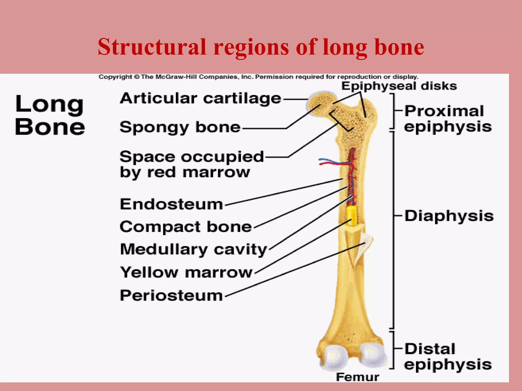 Structural regions of long bone 
 