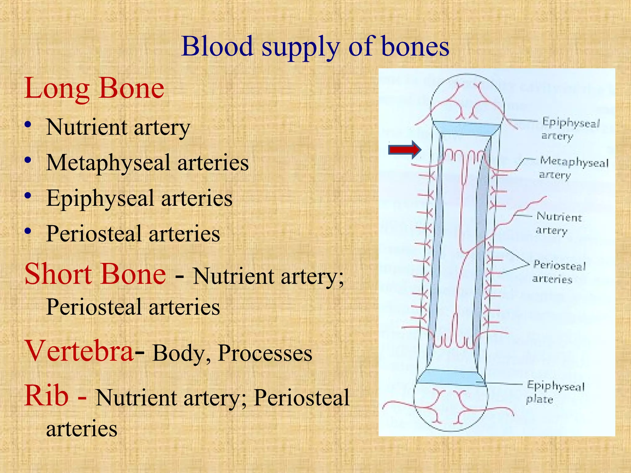Blood supply of bones 
Long Bone 
 Nutrient artery 
 Metaphyseal arteries 
 Epiphyseal arteries 
 Periosteal arteries 
Short Bone - Nutrient artery; 
Periosteal arteries 
Vertebra- Body, Processes 
Rib - Nutrient artery; Periosteal 
arteries 
 