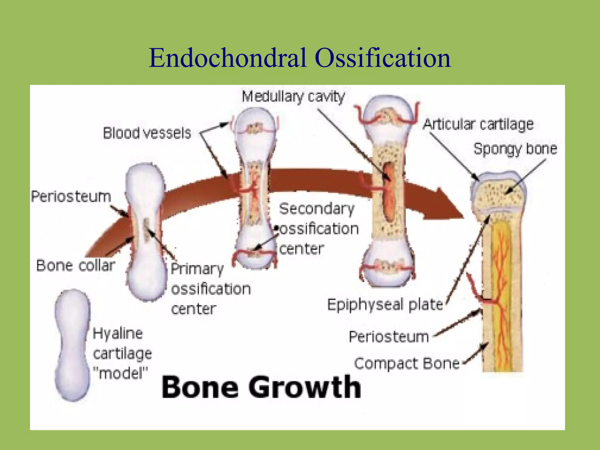 Endochondral Ossification 
 