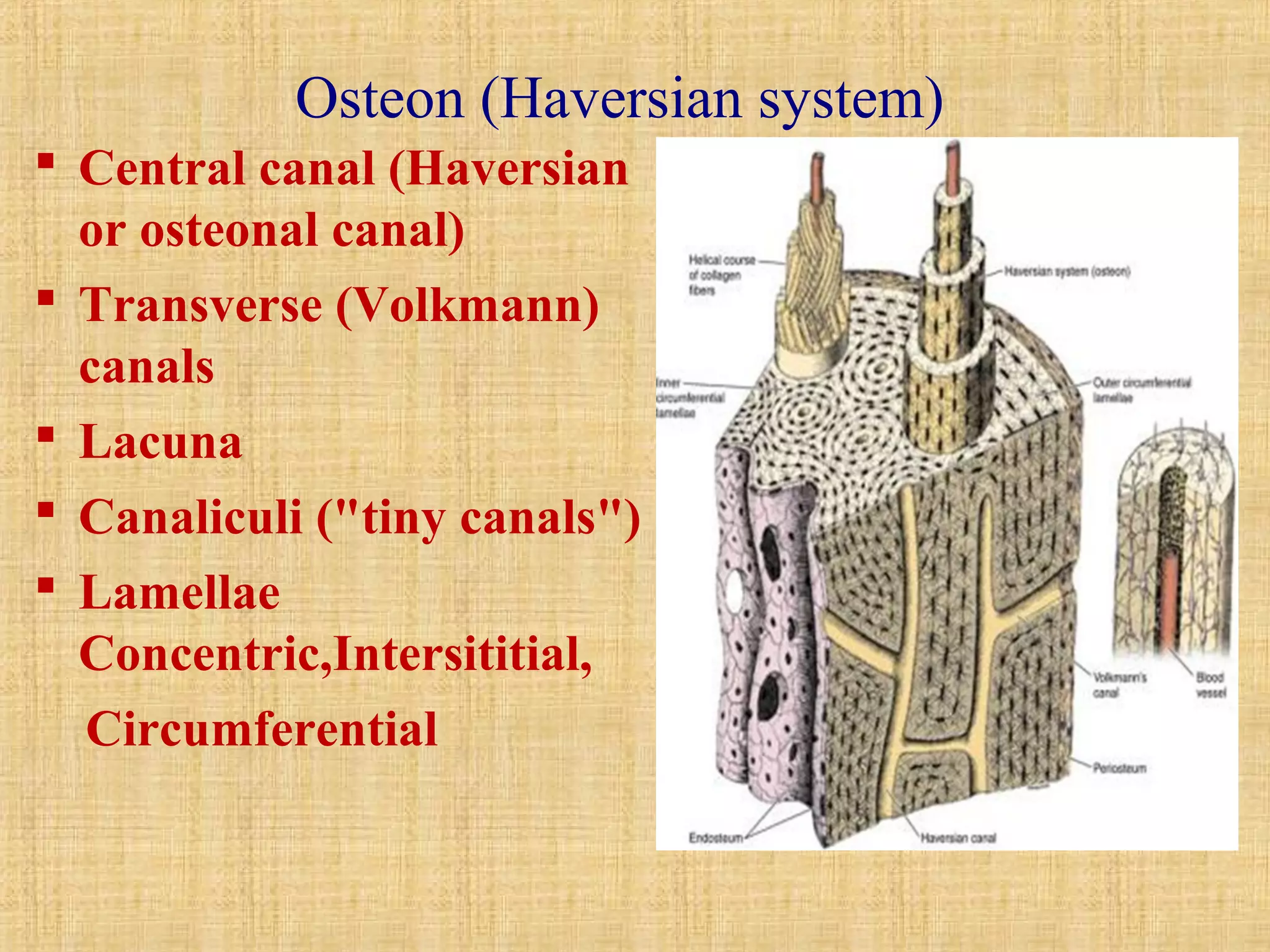 Osteon (Haversian system) 
 Central canal (Haversian 
or osteonal canal) 
 Transverse (Volkmann) 
canals 
 Lacuna 
 Canaliculi ("tiny canals") 
 Lamellae 
Concentric,Intersititial, 
Circumferential 
 