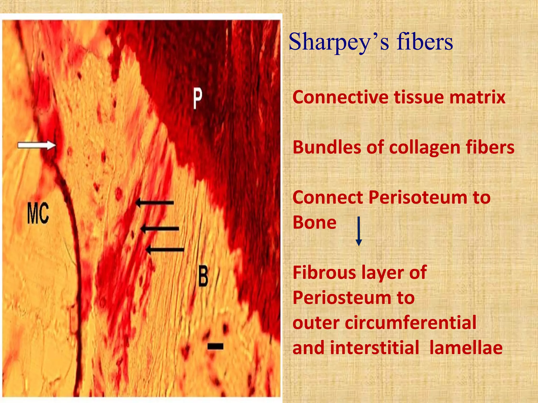 Sharpey’s fibers 
Connective tissue matrix 
Bundles of collagen fibers 
Connect Perisoteum to 
Bone 
Fibrous layer of 
Periosteum to 
outer circumferential 
and interstitial lamellae 
 
