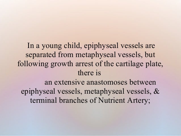 bone structure and clinical importance 45 638