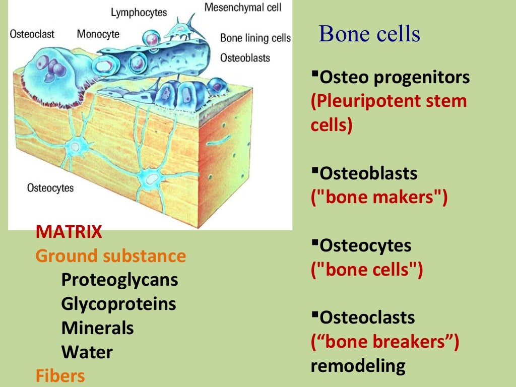 Bone structure and clinical importance
