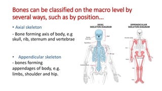 Bones can be classified on the macro level by
several ways, such as by position...
• Axial skeleton
- Bone forming axis of body, e.g
skull, rib, sternum and vertebrae
• Appendicular skeleton
- bones forming
appendages of body, e.g.
limbs, shoulder and hip.
 