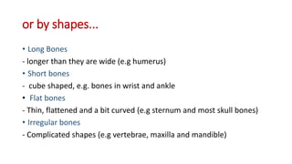 or by shapes...
• Long Bones
- longer than they are wide (e.g humerus)
• Short bones
- cube shaped, e.g. bones in wrist and ankle
• Flat bones
- Thin, flattened and a bit curved (e.g sternum and most skull bones)
• Irregular bones
- Complicated shapes (e.g vertebrae, maxilla and mandible)
 
