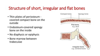 Structure of short, irregular and flat bones
• Thin plates of periosteum -
covered compact bone on the
outside
• Endosteum-covered spongy
bone on the inside
• No diaphysis or epiphysis
• Bone marrow between
trabeculae
 