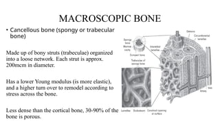 Comprehensive Overview of Bone Structure, Physiology, and Development ...