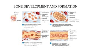Comprehensive Overview of Bone Structure, Physiology, and Development ...