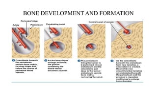 Comprehensive Overview of Bone Structure, Physiology, and Development ...