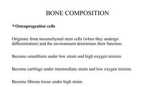 Bone O2 Comprehensive Overview of Bone Structure, Physiology, and Development ...