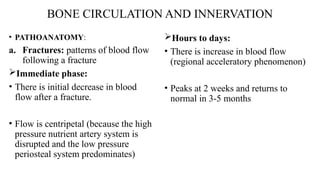 Comprehensive Overview of Bone Structure, Physiology, and Development ...