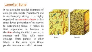 Bone structure and type | PDF