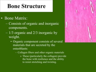Bone tissue | PPT