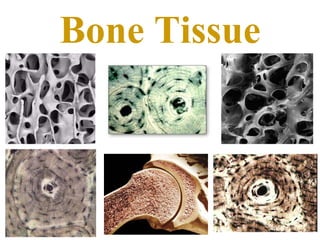 Bone Tissue 