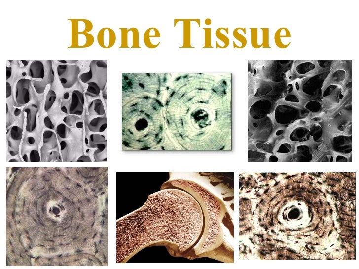 bone tissue bone tissue