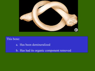 This bone:
       a. Has been demineralized
       b. Has had its organic component removed
 