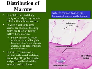 Distribution of
      Marrow
                                       Note the compact bone on the
• In a child, the medullary            bottom and marrow on the bottom.
  cavity of nearly every bone is
  filled with red bone marrow.
• In young to middle-aged
  adults, the shafts of the long
  bones are filled with fatty
  yellow bone marrow.
    – Yellow marrow no longer
      produces blood, although in
      the event of severe or chronic
      anemia, it can transform back
      into red marrow
• In adults, red marrow is
  limited to the axial skeleton,
  pectoral girdle, pelvic girdle,
  and proximal heads of the
  humerus and the femur.
 