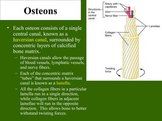 Osteons
• Each osteon consists of a single
  central canal, known as a
  haversian canal, surrounded by
  concentric layers of calcified
  bone matrix.
   – Haversian canals allow the passage
     of blood vessels, lymphatic vessels,
     and nerve fibers.
   – Each of the concentric matrix
     “tubes” that surrounds a haversian
     canal is known as a lamella.
   – All the collagen fibers in a particular
     lamella run in a single direction,
     while collagen fibers in adjacent
     lamellae will run in the opposite
     direction. This allows bone to better
     withstand twisting forces.
 