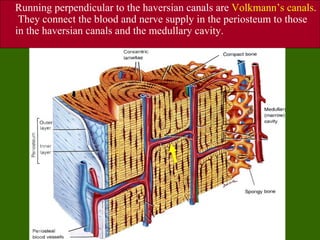 Running perpendicular to the haversian canals are Volkmann’s canals.
 They connect the blood and nerve supply in the periosteum to those
in the haversian canals and the medullary cavity.
 