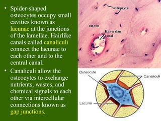 • Spider-shaped
  osteocytes occupy small
  cavities known as
  lacunae at the junctions
  of the lamellae. Hairlike
  canals called canaliculi
  connect the lacunae to
  each other and to the
  central canal.
• Canaliculi allow the
  osteocytes to exchange
  nutrients, wastes, and
  chemical signals to each
  other via intercellular
  connections known as
  gap junctions.
 