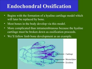 Endochondral Ossification
• Begins with the formation of a hyaline cartilage model which
  will later be replaced by bone.
• Most bones in the body develop via this model.
• More complicated than intramembranous because the hyaline
  cartilage must be broken down as ossification proceeds.
• We’ll follow limb bone development as an example.
 