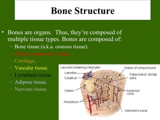 Bone Structure

• Bones are organs. Thus, they’re composed of
  multiple tissue types. Bones are composed of:
   –   Bone tissue (a.k.a. osseous tissue).
   –   Fibrous connective tissue.
   –   Cartilage.
   –   Vascular tissue.
   –   Lymphatic tissue.
   –   Adipose tissue.
   –   Nervous tissue.
 