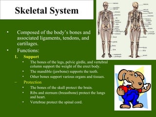 Skeletal System

•       Composed of the body’s bones and
        associated ligaments, tendons, and
        cartilages.
•       Functions:
    1.     Support
          •   The bones of the legs, pelvic girdle, and vertebral
              column support the weight of the erect body.
          •   The mandible (jawbone) supports the teeth.
          •   Other bones support various organs and tissues.
    –      Protection
          •   The bones of the skull protect the brain.
          •   Ribs and sternum (breastbone) protect the lungs
              and heart.
          •   Vertebrae protect the spinal cord.
 
