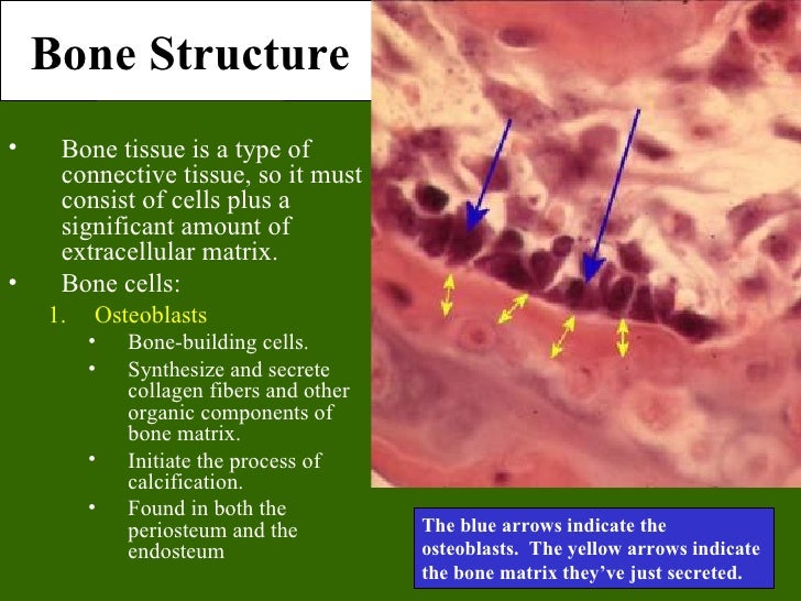 Bone tissue Bone tissue