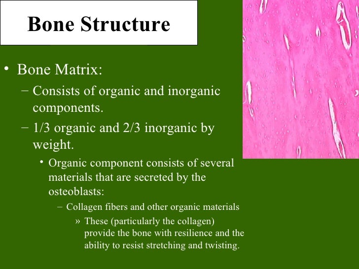 List The Substances Normally Stored In Bone Tissue Bone tissue