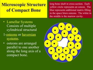 Parallel Medium Bone Bone Tissue histology, histology of bone.ppt