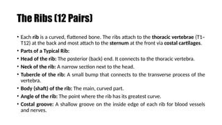 T12 Short Rib bone and skeletal system bone and skeletal system | PPTX