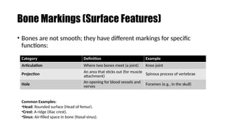 Specific Bone Features bone and skeletal system bone and skeletal system | PPTX