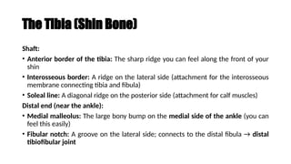 bone and skeletal system bone and skeletal system | PPTX