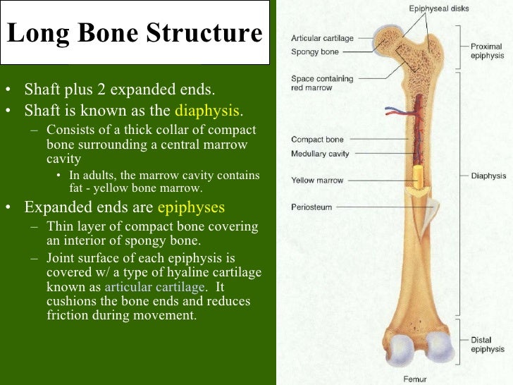 bone tissue to skeletal system ppt which letter indicates the connective tissue layer