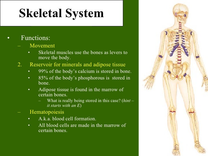 Bone tissue to skeletal system ppt