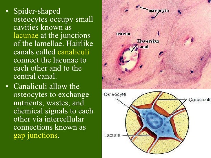 Bone tissue to skeletal system ppt Bone tissue to skeletal system ppt