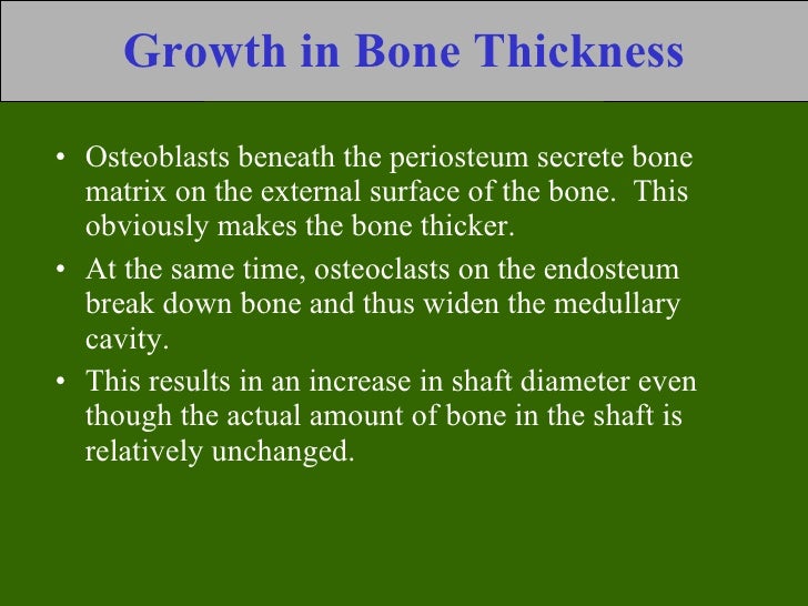 bone tissue to skeletal system ppt during bone growth which event is most significant at the surface indicated by the letter b