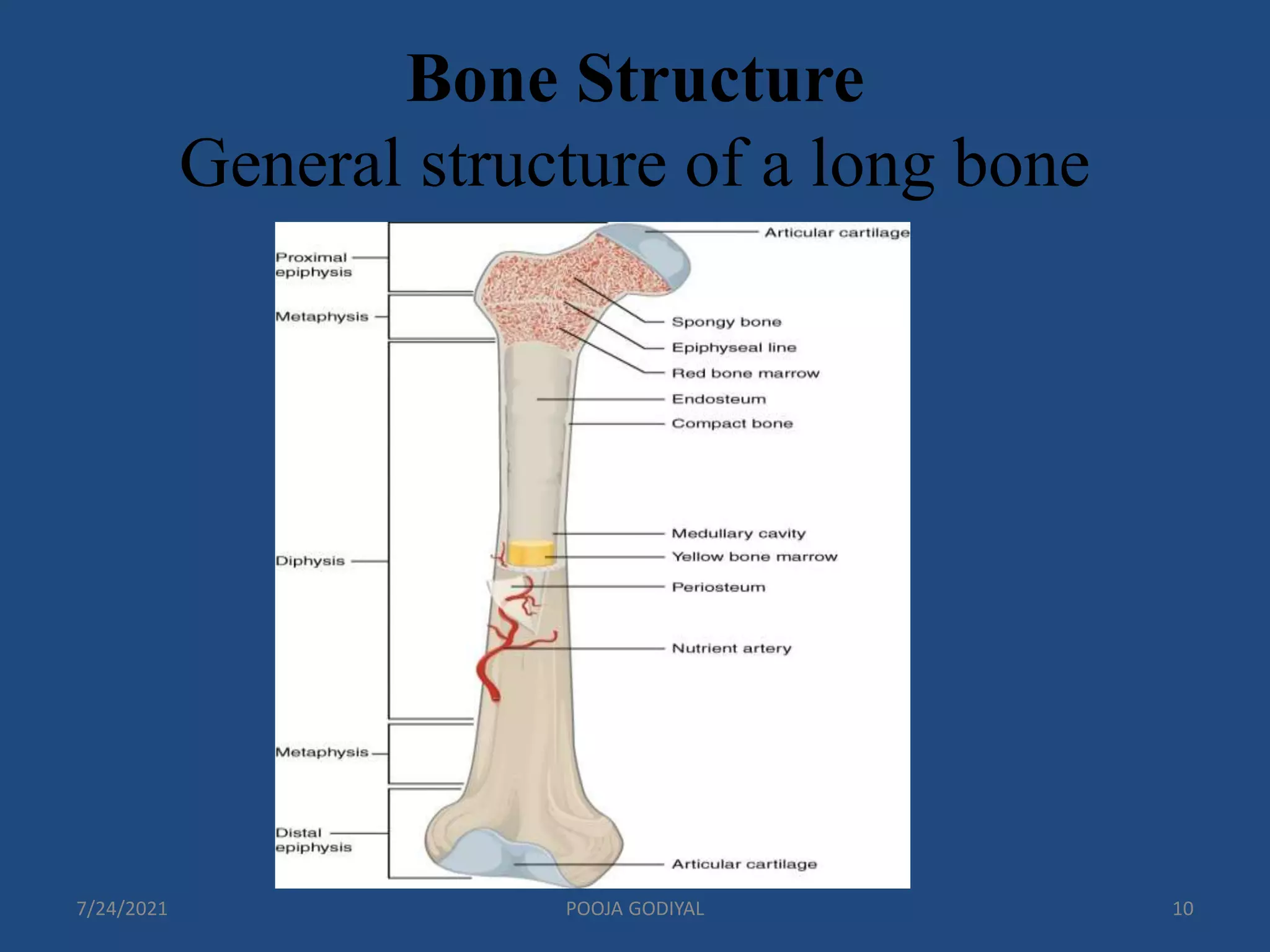 Bone types, Structure, Formation, Growth & Description | PPTX
