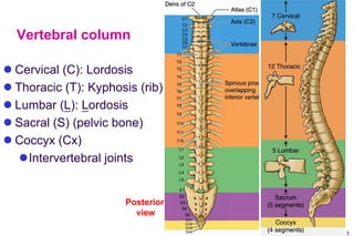 1
Vertebrae-
Vertebral column
 Cervical (C): Lordosis
 Thoracic (T): Kyphosis (rib)
 Lumbar (L): Lordosis
 Sacral (S) (pelvic bone)
 Coccyx (Cx)
Intervertebral joints
Posterior
view
 