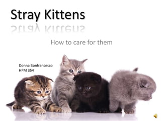 Stray Kittens
                 How to care for them


 Donna Bonfrancesco
 HPM 354
 