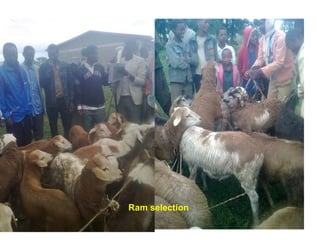 Designing community-based breeding strategies for indigenous sheep breeds of smallholders in Ethiopia:  The case of Bonga breeds