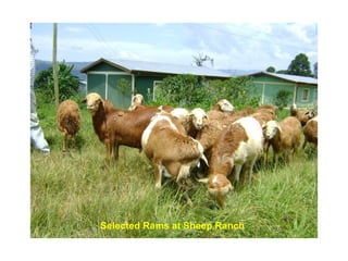 Designing community-based breeding strategies for indigenous sheep breeds of smallholders in Ethiopia:  The case of Bonga breeds