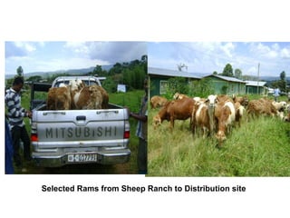 Designing community-based breeding strategies for indigenous sheep breeds of smallholders in Ethiopia:  The case of Bonga breeds