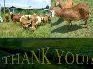 Designing community-based breeding strategies for indigenous sheep breeds of smallholders in Ethiopia:  The case of Bonga breeds