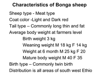Designing community-based breeding strategies for indigenous sheep breeds of smallholders in Ethiopia:  The case of Bonga breeds